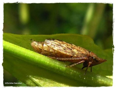 Leafhopper (Aphrodes)