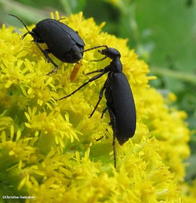 Black blister beetle  (Epicautus pensylvanica)