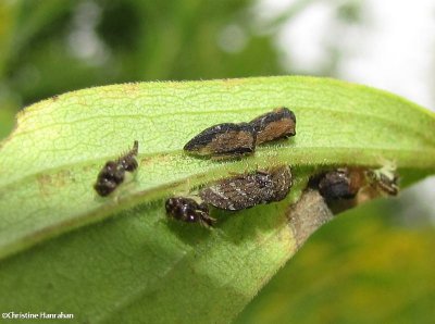 Treehoppers, adults and nymphs (<em>Publilia concava</em>)