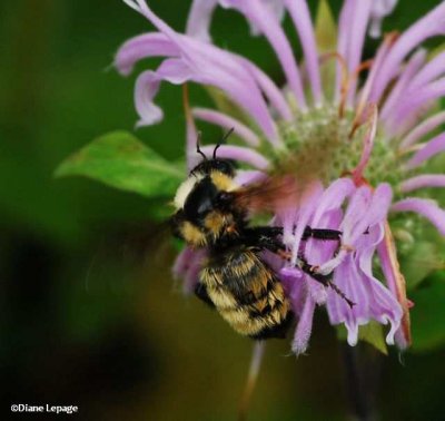 Bumble  bee (Bombus fervidus)