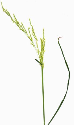 Rice-cut grass (Leersia oryzoides)