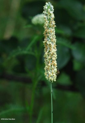 Timothy grass (Phleum pratense)