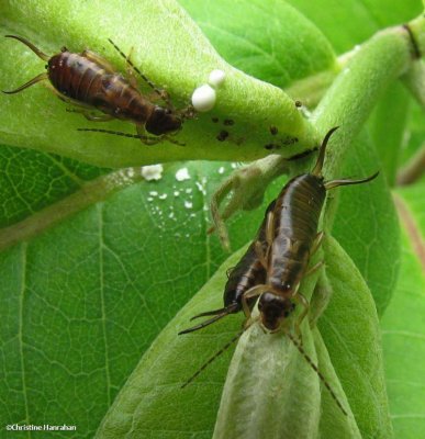 Earwigs (Dermaptera)