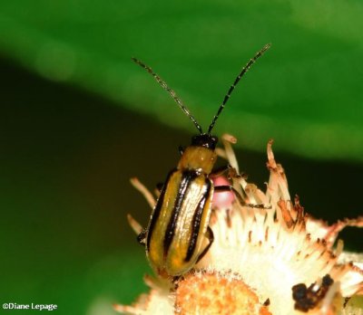 Striped Cucumber Beetle  (Acalymma vittata)