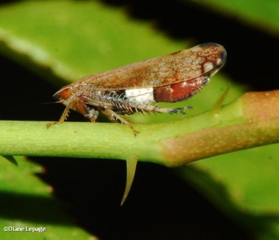 Privet leafhopper (Fieberiella florii)