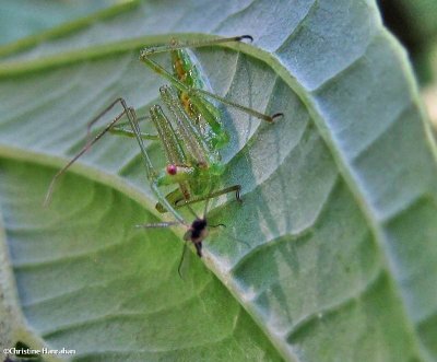 Assassin bug  nymph (Zelus sp.)