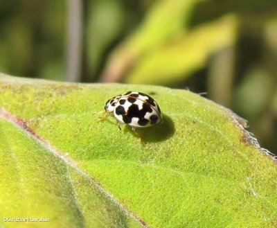 Twenty-spotted lady beetle (Psyllobora  vigintimaculata)
