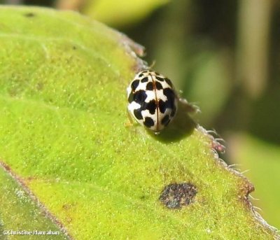 Twenty-spotted ladybeetle (Psyllobora  vigintimaculata)