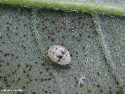 Twenty-spotted lady beetle (Psyllobora  vigintimaculata), pupa