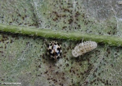Twenty-spotted ladybeetle (Psyllobora  vigintimaculata), adult and larva