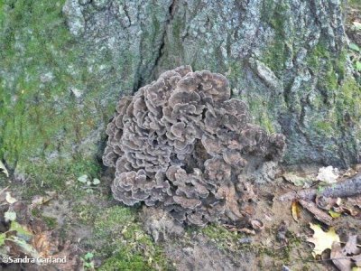 Fungus on oak tree