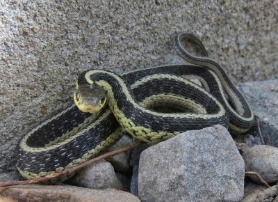 Eastern garter snake Thamnophis sirtalis