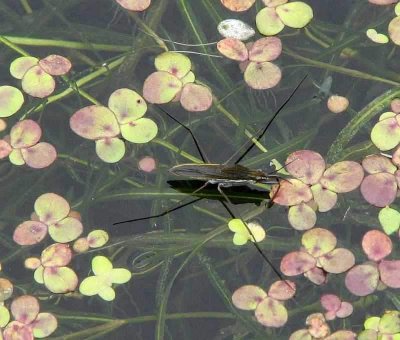 Water Striders (Family: Gerridae)