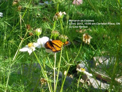 Monarch nectaring on cosmos