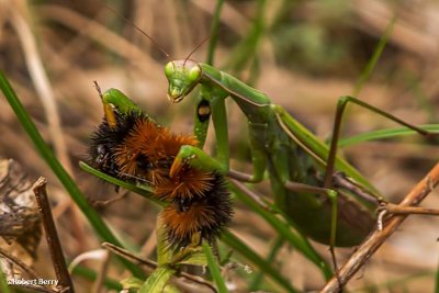 Praying mantis with wooly bear caterpillar