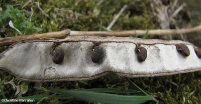 Black locust pod  (Robinia pseudoacacia)