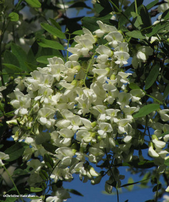 Black locust flowers (Robinia pseudoacacia)