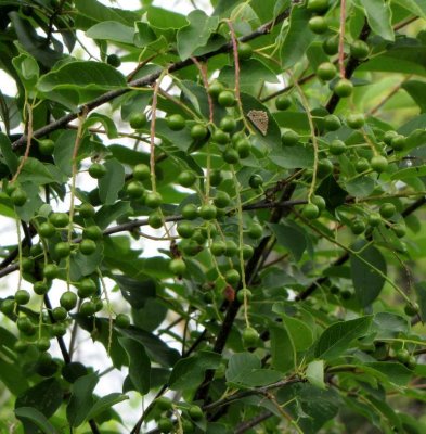 Chokecherry fruit (Prunus virginiana)