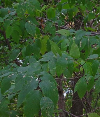 Hackberry leaves (Celtis occidentalis)