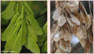 Manitoba maple seeds (Acer negundo)