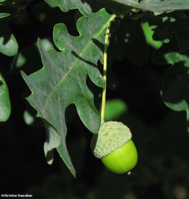 Oak leaf and acorn (Quercus)