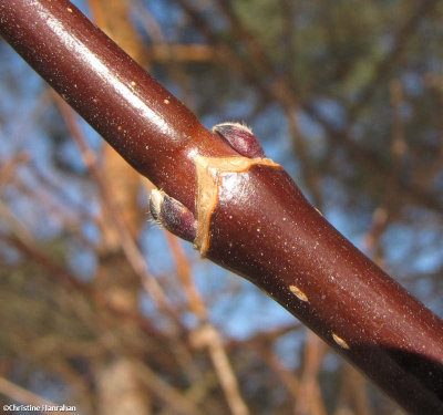 Manitoba maple buds (Acer negundo)