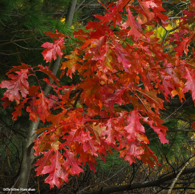 Red oak leaves in autumn (Quercus rubra)