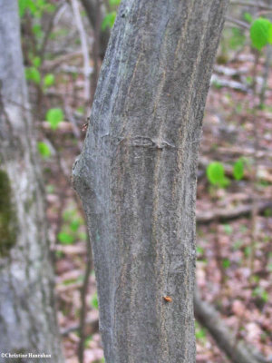 Blue-beech (Carpinus caroliniana)