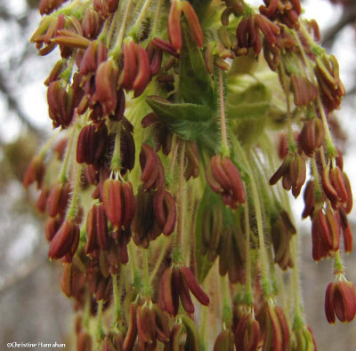Manitoba maple, pollen flowers(Acer negundo)