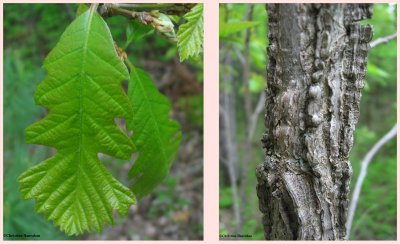 Bur oak (Quercus macrocarpa)