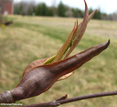 Nannyberry(Viburnum lentago)