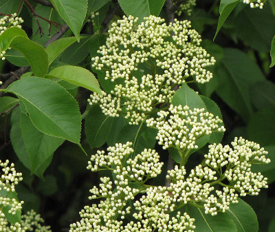 Nannyberry flowers (Viburnum lentago)