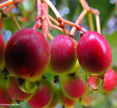 Nannyberry fruit (Viburnum lentago)