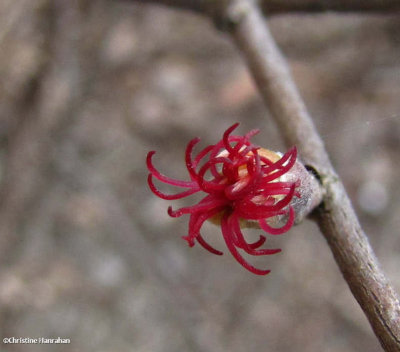 Beaked hazel, female flower (Corylus cornuta)