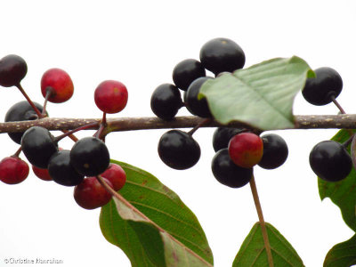 Glossy buckthorn fruit (Rhamnus frangula)