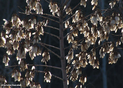 Amur maple keys (Acer ginnala)