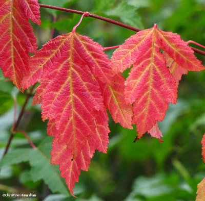 Amur maple leaves (Acer ginnala)