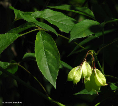 Bladdernut shrub  (Staphylea trifolia)