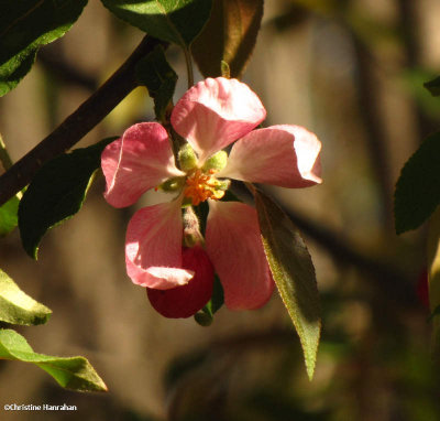 Apple blossom (Malus)