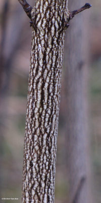 Bladdernut shrub bark  (Staphylea trifolia)