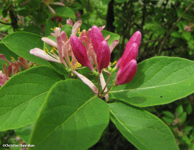 Tartarian honeysuckle (Lonicera tatarica)