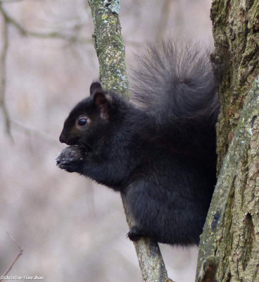 Grey squirrel (black phase) with walnut