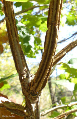 Bur oak (Quercus macrocarpa)