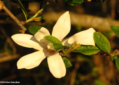 Magnolia