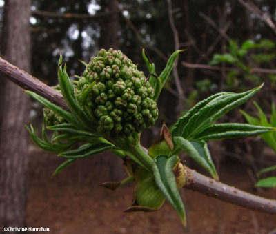 Red elderberry (Sambucus pubens)