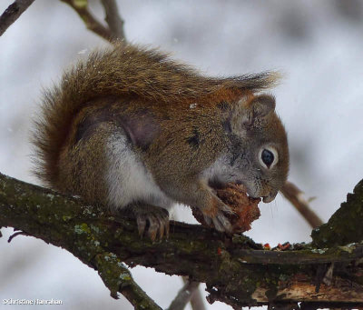 Red squirrel with walnut