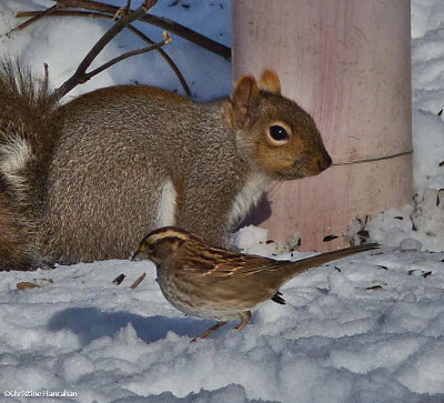 white-throated sparrow and grey squirrel