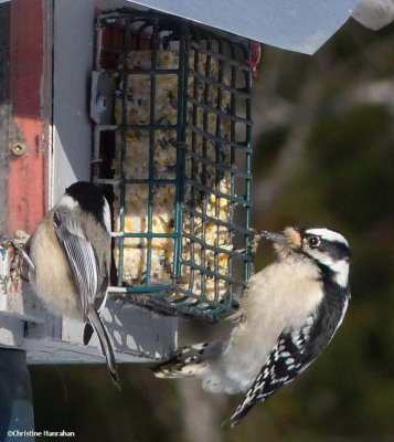 Downy woodpecker and black-capped chickadee at suet