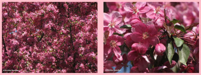 Crabapple blossoms (Malus)