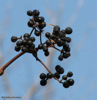 Amur corktree, ripe fruit (Phellodendron amurense)